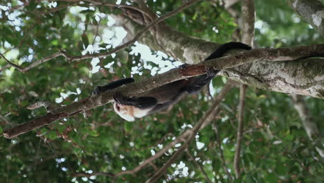 White-faced-capuchin-monkey-above-in-tree-branches-foraging-for-food