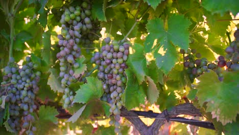 Close-up-view-of-hanging-grapes-changing-colors