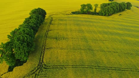 Tree-on-yellow-rapeseed-field-in-Poland-aerial-view