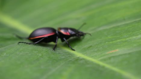 Close-up-footage-capturing-a-Large-Ground-Beetle,-Mouhotia-Batesi-on-a-diagonal-line,-wriggling-on-a-green-leaf-and-turn-around-and-slowly-walk-out-of-the-frame