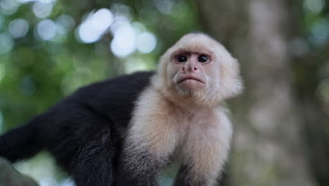 Slow-motion-close-up-on-white-faced-capuchin-monkey-looking-around-inquisitively