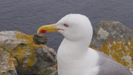 Up-Close-Shot-of-Seagull-Looking-Around-on-Cies-Islands,-Spain