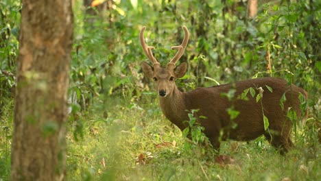 Indian-Hog-Deer,-Hyelaphus-Porcinus-was-found-winking-its-eye-and-flapping-its-ears-at-the-camera-in-a-beautiful-magical-forest-with-soft-sunshine-break-through-the-foliage-of-magnificent-greenery