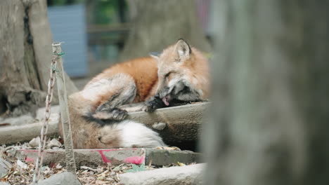 Fox-Lying-On-The-Ground-While-Licking-Its-Paw-In-Sendai,-Japan