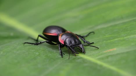 4K-Zoom-out-shot-of-a-metallic-exoskeleton-creature,-Large-Ground-Beetle,-Mouhotia-Batesi