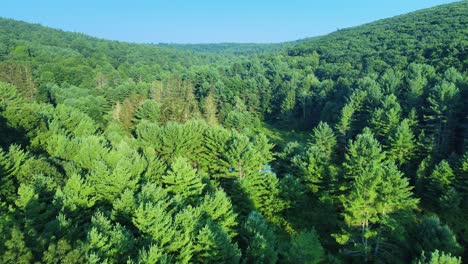 Aerial-drone-footage-of-a-sweeping-pine-forest-vista-in-the-Appalachian-Mountains-with-a-pond
