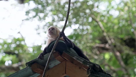 Slow-motion-shot-of-small-white-faced-capuchin-monkey-yawning-on-roof,-Costa-Rica