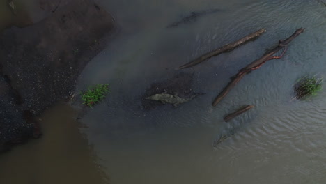 Top-down-rising-aerial-of-American-crocodile-resting-on-bank-of-river,-4K