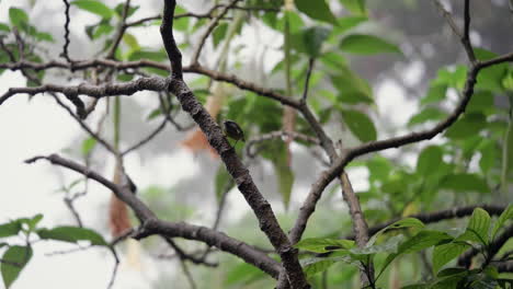 Small-bird-looks-around-and-then-flies-away-on-rainy-day-in-tropical-forest