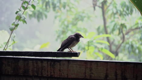 Tropical-bird-sits-on-deck-in-rain-forest-during-light-drizzle,-slow-motion