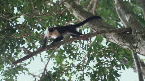 Young-white-faced-capuchin-monkey-in-tree-investigating-object-on-branch
