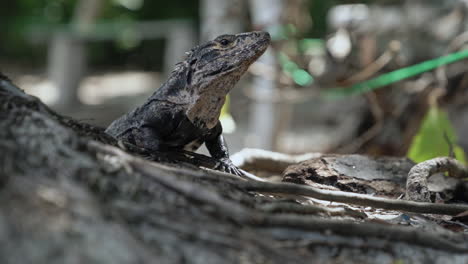 Slow-motion-reveal-of-Iguana-lizard-in-Manuel-de-Antonio-park,-Costa-Rica