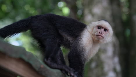 Slow-motion-movement-shot-of-Panamanian-white-faced-capuchin-monkey-looking-around