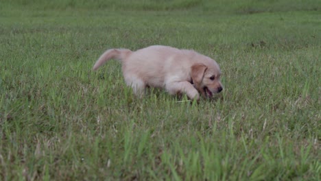 Golden-retriever-puupy-walking-in-the-grass-on-a-sunny-day-at-the-park