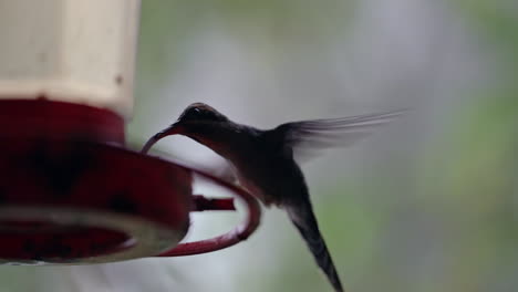 Slow-motion-close-up-of-hummingbird-flapping-wings-at-feeder-in-forest