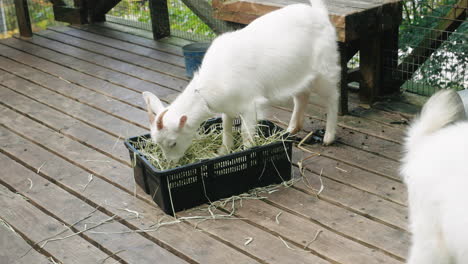 Junge-Weiße-Gehörnte-Ziege,-Die-Gras-Aus-Einem-Korb-Im-Zoo-In-Sendai,-Japan-Isst