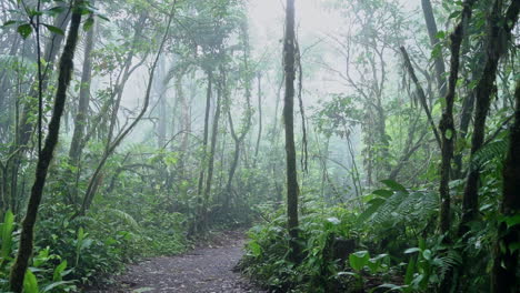 Panning-up-from-path-on-tropical-jungle-floor-to-foggy-cloud-forest-canopy
