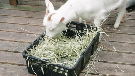A-Lamb-Eating-Grass-From-A-Basket---close-up