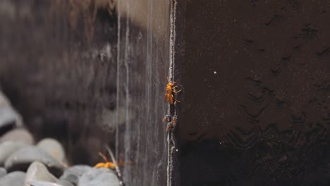 Yellow-Paper-Wasp-And-Bees-Eating-Salt-From-Waterfall---close-up