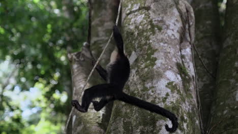 White-faced-capuchin-monkey-swinging-from-vine-in-tree,-slow-motion