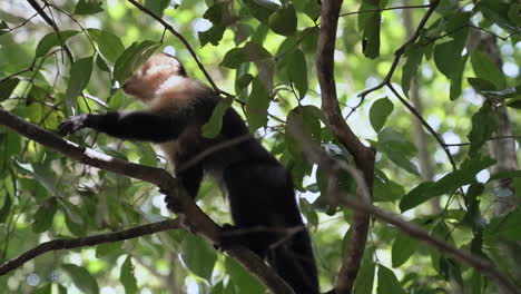 White-faced-capuchin-monkey-moves-through-trees-then-jumps-out-of-frame