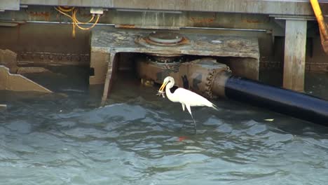 Great-Egret-catching-fish-on-the-hydraulic-gates-of-Gatun-Locks