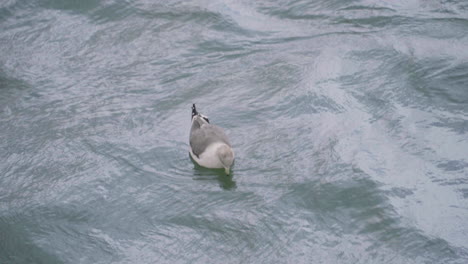 Seagull-Floating-On-Rippling-Sea-In-Sendai,-Japan---high-angle-shot