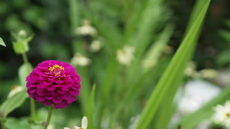 Purple-Zinnia-flower-in-the-garden-[4K]