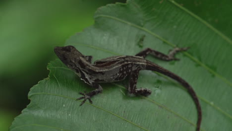 Overhead-macro-shot-of-gecko-sitting-on-leaf-in-Costa-Rica-jungle,-slow-motion