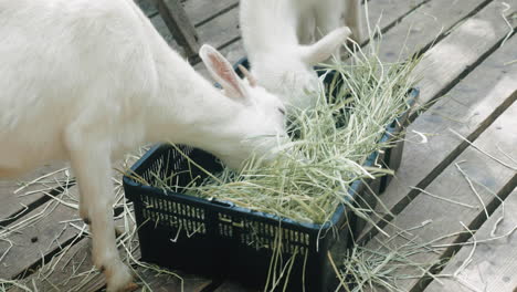 Macro-Of-A-Couple-Of-Goats-Munching-On-The-Grass-Inside-The-Basket-At-Daytime-In-Sendai,-Japan