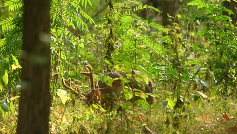 Indian-Hog-Deer,-Hyelaphus-porcinus,-moving-its-head-down-rapidly-as-if-challenging-someone's-presence-and-to-intimidate-as-seen-behind-thick-foliage-while-ears-alert-to-pick-up-alarms