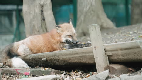 A-Fox-Licking-And-Cleaning-Itself-In-A-Zoo-Near-Sendai,-Japan---slow-motion