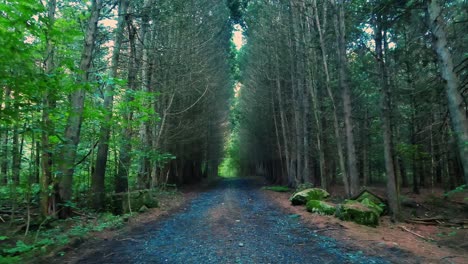 A-beautiful-dirt-and-gravel-road-through-a-pine-forest-with-golden-light-during-summer