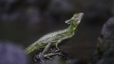 Tropical-lizard-jumps-off-of-rock-near-water-in-rain-forest,-slow-motion