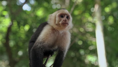 Slow-motion-white-faced-capuchin-monkey-jumping-to-tree-looking-at-camera