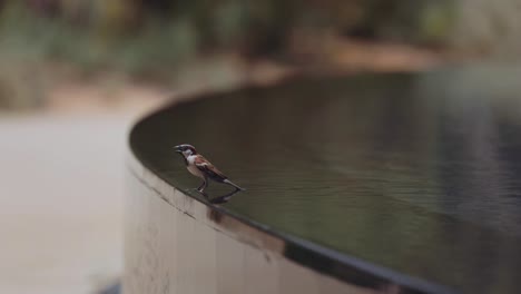 Sparrow-Bird-Sitting-On-Edge-Of-The-Waterfall---selective-focus