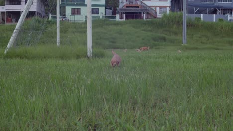A-golden-retriever-puppy-running-across-a-field
