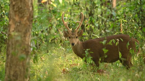 Indian-Hog-Deer-standing-still-looking-straight-to-the-camera,-Hyelaphus-porcinus