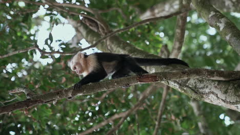 Young-panamanian-white-faced-capuchin-monkey-overhead-in-tree,-slow-motion
