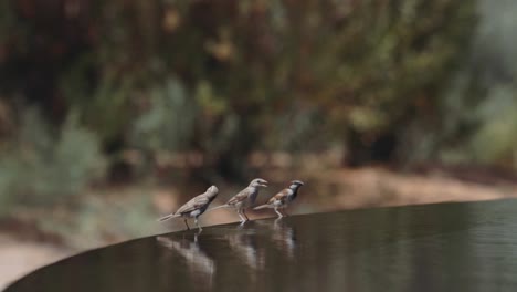 Kleine-Vögel-Trinkwasser-Am-Rande-Des-Wasserfalls---Selektiver-Fokus