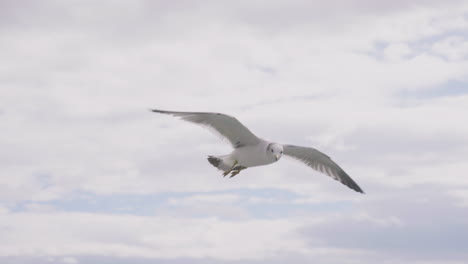 Close-Up-Of-A-Seagull-Gliding-In-The-Cloudy-Sky-At-Daytime