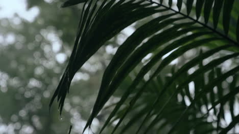 Slow-motion-close-up-of-green-tropical-fern-as-rain-gently-falls-on-jungle