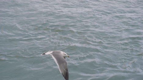 Seagull-Flying-Over-Ocean-In-Sendai,-Japan---low-angle-shot