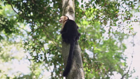 White-faced-capuchin-monkey-in-tree-looking-above-to-rain-forest-canopy