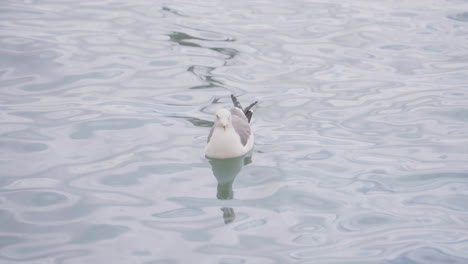 View-Of-A-Seagull-Floating-On-The-Ocean-Near-Sendai,-Japan---high-angle-shot