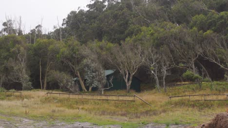 Eine-Grüne-Hütte,-Die-Neben-Einem-Dichten-Eukalyptuswald-Steht