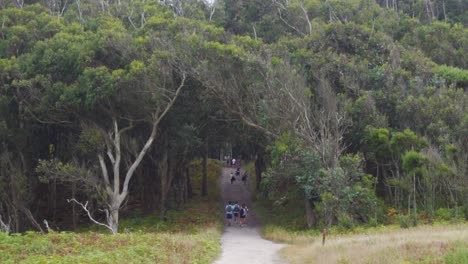 Menschen,-Die-Einen-Dichten-Eukalyptuswald-Auf-Den-Cies-inseln-Betreten