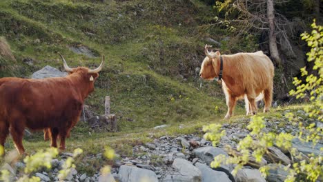 Highland-cow's-with-bells-horn-and-fluffy-fur-in-a-organic-farm-in-the-alps