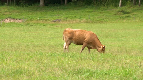 Vaca-Marrón-Pastando-En-El-Campo