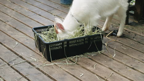 Close-up-shot-of-small-white-goat-eating-grass-from-a-basket-in-Miyagi-prefecture-in-Japan